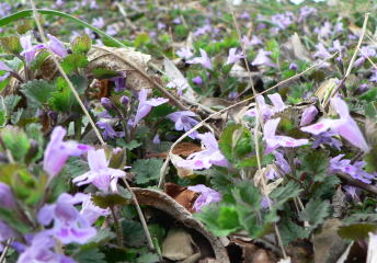 カキドオシしそ科　コンパニオンプランツ　 グランドカバー お茶　薬草　ハーブ山葡 かきどおし茶 （リーフ） 50g - 阿蘇薬草園 ONLINE STORE